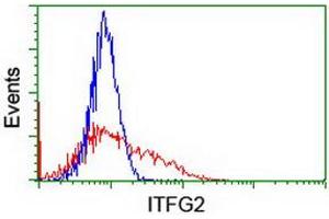 Image no. 2 for anti-Integrin alpha FG-GAP Repeat Containing 2 (ITFG2) antibody (ABIN1498907) (ITFG2 antibody)
