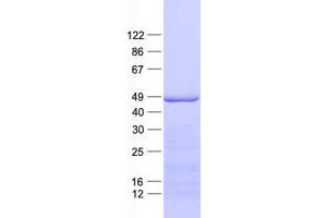 Validation with Western Blot (C18orf54 Protein (His tag))