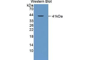 Detection of Recombinant FAM19A3, Mouse using Polyclonal Antibody to Family With Sequence Similarity 19, Member A3 (FAM19A3) (FAM19A3 antibody  (AA 30-129))