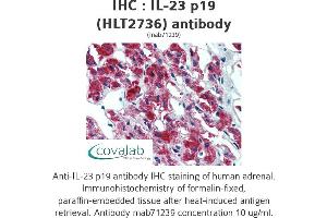 Image no. 1 for anti-Interleukin 23, alpha subunit p19 (IL23A) antibody (ABIN1724064) (IL23A antibody)