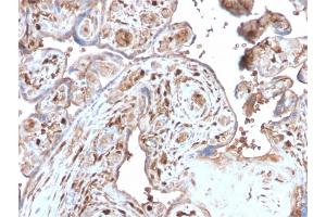 Formalin-fixed, paraffin-embedded human Placenta stained with S100A4 Recombinant Rabbit Monoclonal Antibody (S100A4/2750R). (Recombinant s100a4 antibody  (AA 1-200))