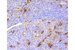 Immunohistochemistry of paraffin-embedded human tonsil using LYZ antibody. (LYZ antibody)