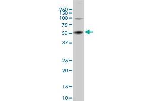 SGK2 antibody  (AA 293-367)