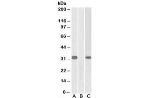Western blot of HEK293 lysate overexpressing human KCNIP3-MYC probed with CSEN antibody [1ug/ml] in Lane A and anti-MYC [1/1000] in lane C. (DREAM antibody)