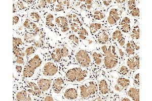 Immunohistochemistry analysis of paraffin-embedded human stomach using LEP Polyclonal Antibody at dilution of 1:100. (Leptin antibody)