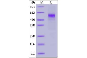 Biotinylated Human CD19 (20-291), His,Avitag on  under reducing (R) condition. (CD19 Protein (AA 20-291) (His tag,AVI tag,Biotin))