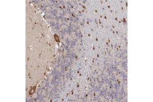 Immunohistochemical staining (Formalin-fixed paraffin-embedded sections) of human cerebellum with PELI3 polyclonal antibody  shows strong cytoplasmic positivity in Purkinje cells while additional nuclear membranous staining in cells in molecular layer. (Pellino 3 antibody)