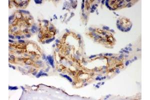 IHC testing of frozen human placental tissue with BAK antibody. (BAK1 antibody  (AA 22-211))