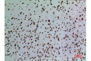 Immunohistochemistry (IHC) analysis of paraffin-embedded Mouse Brain, antibody was diluted at 1:100. (Lamin B1 antibody  (Internal Region))
