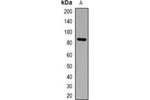 Western blot analysis of DCLK2 expression in HepG2 (A) whole cell lysates.