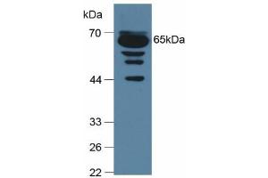 C9 antibody  (AA 136-512)