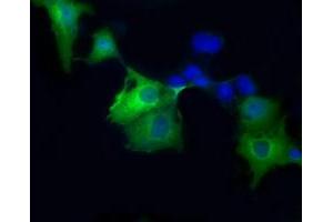 Immunofluorescence (IF) image for anti-Sorbitol Dehydrogenase (SORD) antibody (ABIN1501073) (SORD antibody)