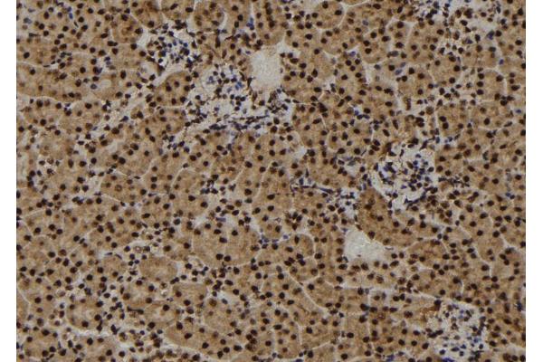 CENPF antibody  (C-Term)