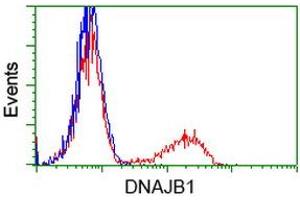 HEK293T cells transfected with either RC201762 overexpress plasmid (Red) or empty vector control plasmid (Blue) were immunostained by anti-DNAJB1 antibody (ABIN2454094), and then analyzed by flow cytometry. (DNAJB1 antibody)