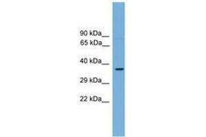 Image no. 1 for anti-Transcription Factor MafA (MAFA) (AA 81-130) antibody (ABIN6744656) (MAFA antibody  (AA 81-130))
