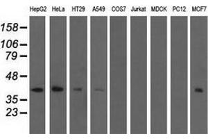 Western blot analysis of extracts (35 µg) from 9 different cell lines by using anti-SH3GL1 monoclonal antibody. (SH3GL1 antibody)