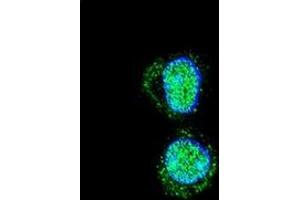 Confocal immunofluorescent analysis of HOXA10 / HOX1H Antibody (Center) Cat. (HOXA10 antibody  (Middle Region))