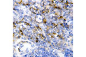 Anti-IL7 antibody, IHC(P) IHC(P): Mouse Spleen Tissue (IL-7 antibody  (N-Term))
