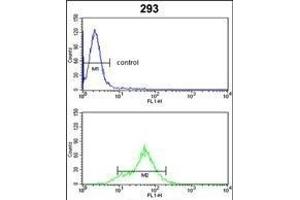 DDAH1 Antibody (C-term) (ABIN389434 and ABIN2839512) flow cytometric analysis of 293 cells (bottom histogram) compared to a negative control cell (top histogram). (DDAH1 antibody  (C-Term))