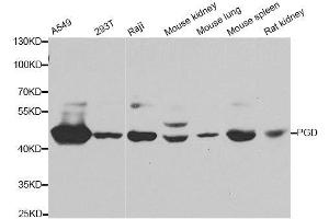 Western blot analysis of extracts of various cell lines, using PGD antibody.