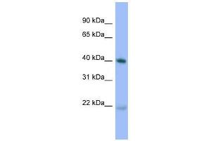 PRKACA antibody used at 0. (PRKACA antibody  (N-Term))