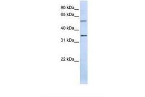 Image no. 1 for anti-Tight Junction Associated Protein 1 (Peripheral) (TJAP1) (C-Term) antibody (ABIN6738048) (TJAP1 antibody  (C-Term))