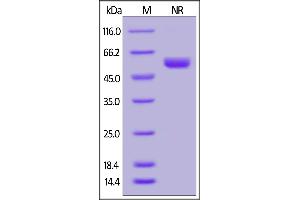 Human LIGHT, His Tag (active trimer) (MALS verified) on  under ing (NR) condition. (TNFSF14 Protein (AA 74-240) (His tag))