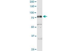 MICALL1 MaxPab polyclonal antibody. (MICAL-Like 1 antibody  (AA 1-863))