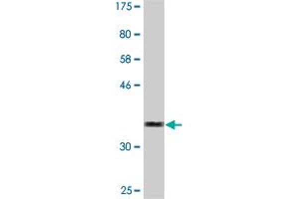 ZSCAN29 antibody  (AA 101-199)