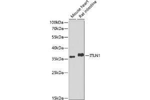 Western blot analysis of extracts of various cell lines, using ITLN1 antibody (ABIN6132446, ABIN6142601, ABIN6142602 and ABIN6223070) at 1:1000 dilution. (ITLN1/Omentin antibody  (AA 19-313))