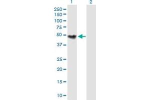 Western Blot analysis of CHKB expression in transfected 293T cell line by CHKB MaxPab polyclonal antibody. (CHKB antibody  (AA 1-395))