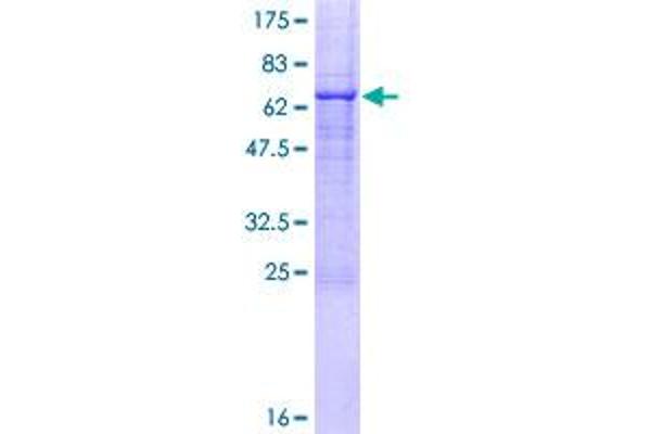 TLL1 Protein (AA 1-392) (GST tag)