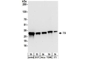 Western Blotting (WB) image for anti-TS (C-Term) antibody (ABIN7795593) (TS (C-Term) antibody)