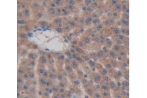 IHC-P analysis of Rat Tissue, with DAB staining. (CGRP antibody  (AA 1-134))