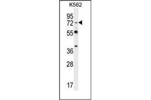 Western blot analysis of Dishevelled-3 / DVL3 Antibody (C-term) in K562 cell line lysates (35ug/lane).