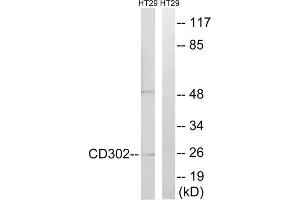 Western blot analysis of extracts from HT-29 cells, using CD302 antibody.