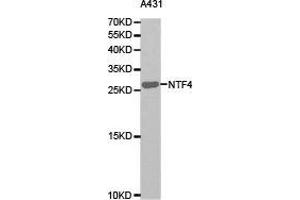 Western Blotting (WB) image for anti-Neurotrophin 4 (NTF4) antibody (ABIN1873968)