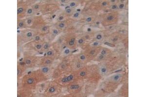 Used in DAB staining on fromalin fixed paraffin- embedded liver tissue (CREG1 antibody  (AA 66-196))