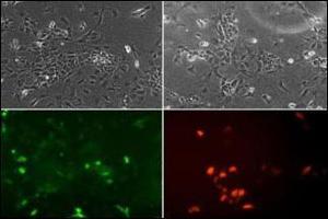Image no. 3 for anti-Neuronal Differentiation 1 (NEUROD1) (AA 15-45) antibody (ABIN2451575) (NEUROD1 antibody  (AA 15-45))