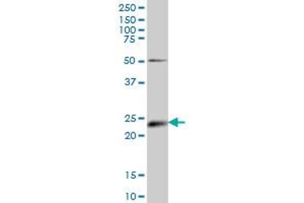 Ephrin A5 antibody  (AA 114-203)