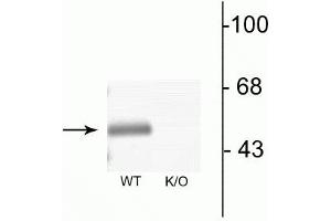 Western blot of mouse brain lysates from wild type (WT) and α3-knockout (K/O) animals showing specific immunolabeling of the ~51 kDa α3-subunit of the GABAA-R. (GABRA3 antibody  (N-Term))