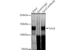 Immunoprecipitation analysis of 600 μg extracts of Mouse brain cells using 3 μg Tyro3 antibody (ABIN1678641, ABIN7101341, ABIN7101342 and ABIN7101343). (TYRO3 antibody)