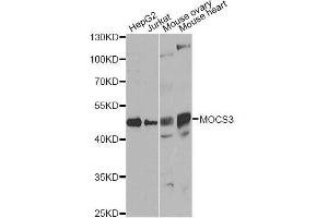 Western blot analysis of extracts of various cell lines, using MOCS3 antibody. (MOCS3 antibody  (AA 271-460))