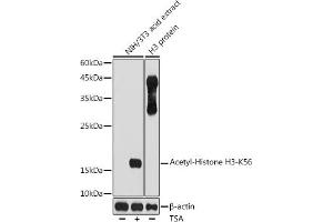 Western blot analysis of extracts of NIH/3T3 cells, using Acetyl-Histone H3-K56 antibody (ABIN7267674) at 1:1000 dilution. (Histone 3 antibody  (H3K56))