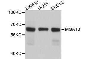 Western blot analysis of extract of various cells, using MGAT3 antibody.