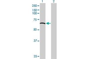 Western Blot analysis of GBP2 expression in transfected 293T cell line by GBP2 MaxPab polyclonal antibody. (GBP2 antibody  (AA 1-591))