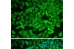 Immunofluorescence analysis of U2OS cells using NR0B1 Polyclonal Antibody (NR0B1 antibody)