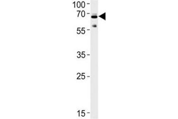 Ubiquilin 1 antibody  (AA 296-326)
