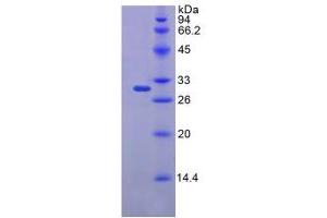 SDS-PAGE analysis of Mouse FKBP10 Protein. (FKBP10 Protein)