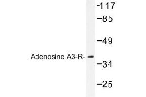Image no. 1 for anti-Adenosine A3 Receptor (ADORA3) antibody (ABIN317625) (Adenosine A3 Receptor antibody)